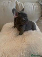 French Bulldog dogs - Advert 11