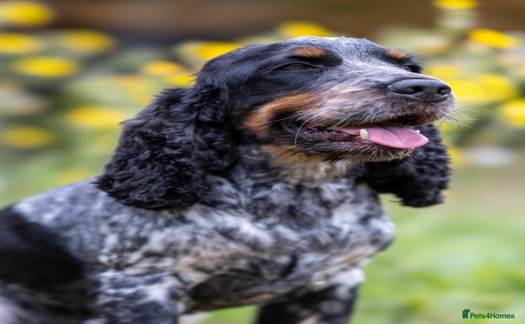 Cocker Spaniel dogs - Advert 2
