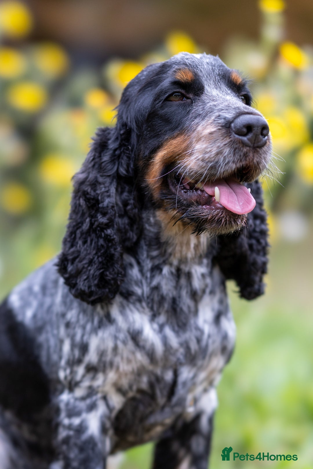 Cocker Spaniel dogs for stud: Handsome Stud Show Cocker Spaniel - Image 1
