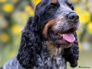 Cocker Spaniel dogs Handsome Stud Show Cocker Spaniel - Advert 10