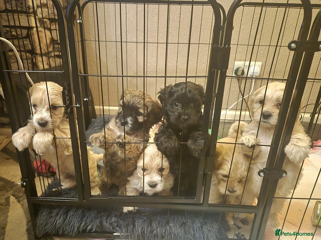 Mixed Breed dogs for sale: Mixed-breed  - Advert 17