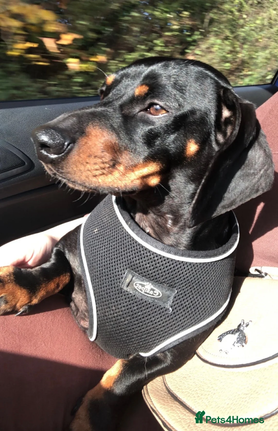 Dachshund dogs for sale: 🐾 8 Gorgeous Dachshund Puppies 🐾 in Westbury - Advert 2
