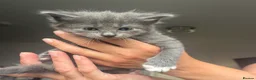 Maine Coon cats for sale: Gorgeous boys looking for their forever homes - Advert 6