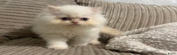 Persian cats for sale: Flame point twins - Advert 3