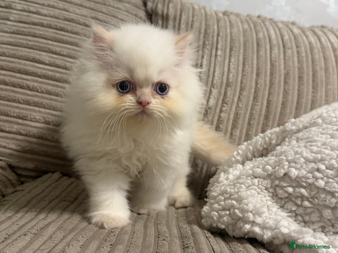 Persian cats for sale: Flame point twins - Advert 3