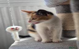 British Shorthair cats for sale: British shorthair cross domestic short hair  - Image 1