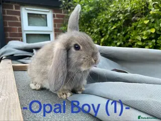Mini Lop rabbits + Last available mini lop for sale + - Advert 16