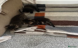 British Shorthair cats for sale: 2 beautiful girl kittens for sale - Image 5