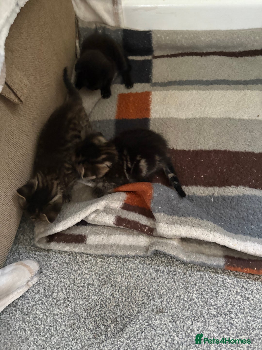 British Shorthair cats for sale: 2 beautiful girl kittens for sale - Image 5