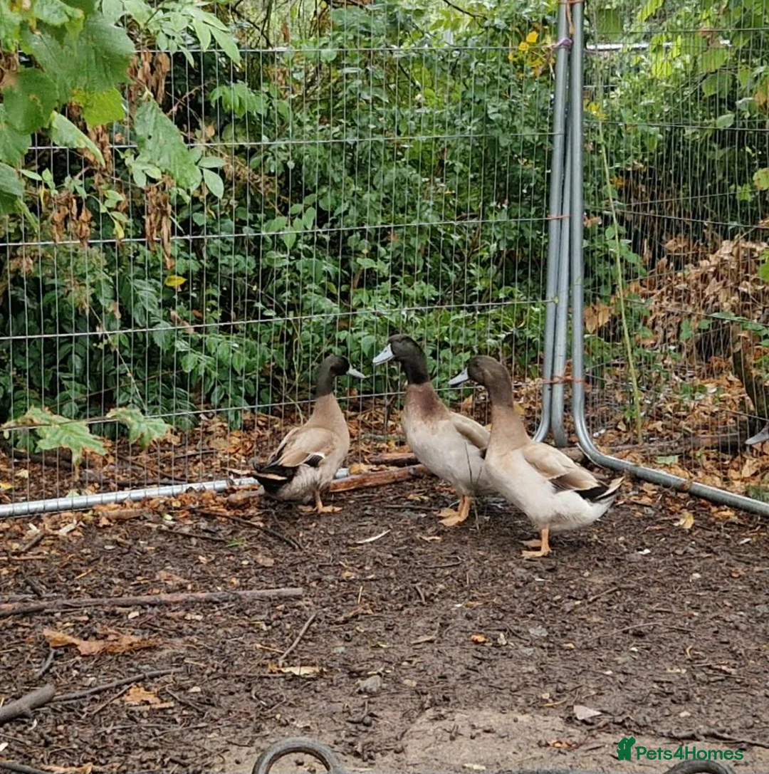 Ducks poultry for sale: 2 male Kharki Cambells in Sandy - Advert 2