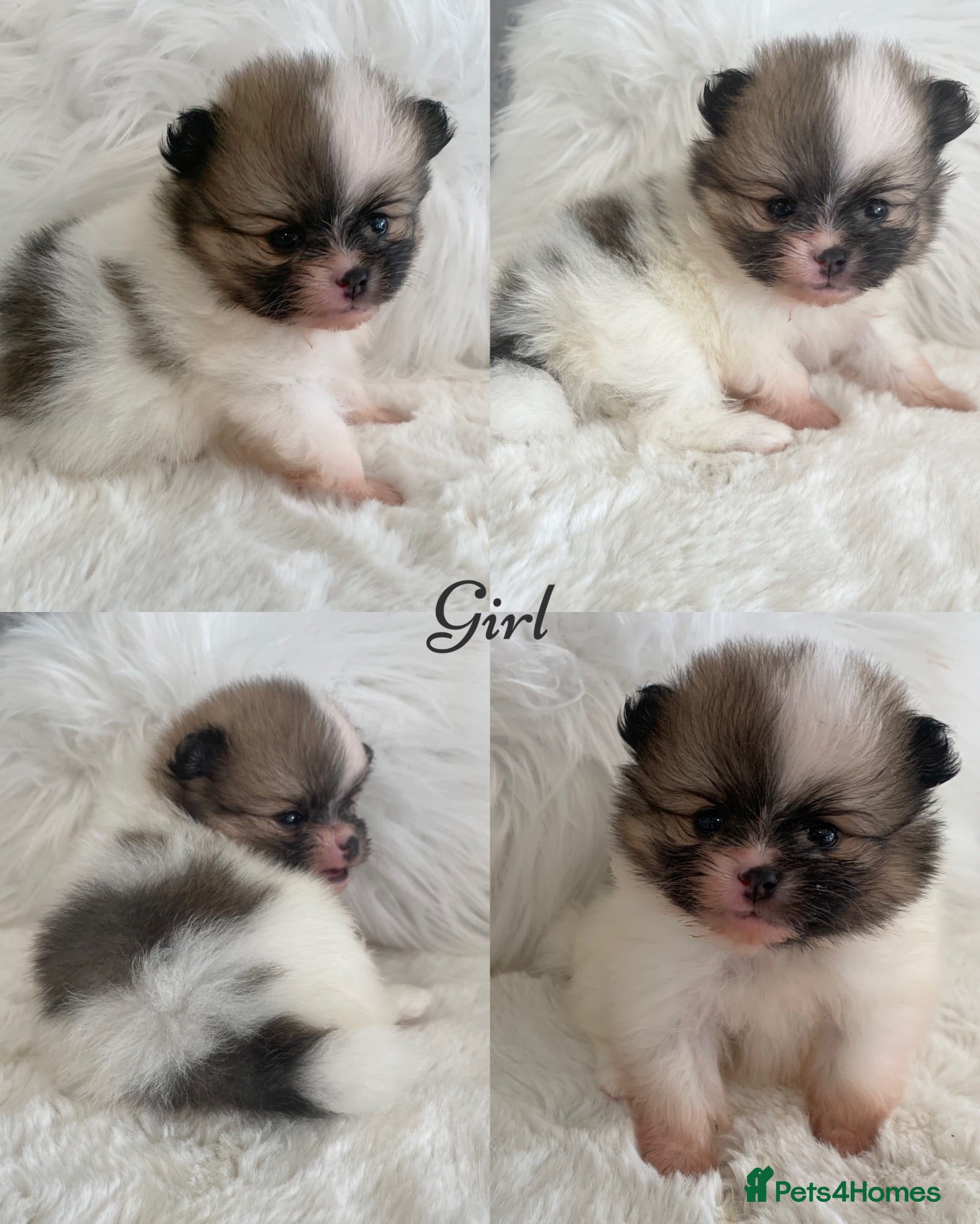 Pomeranian dogs Outstanding KC Tiny baby Poms puppies  - Advert 14