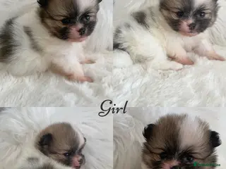 Pomeranian dogs Outstanding KC Tiny baby Poms puppies - Advert 14