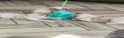 Ragdoll cats for sale: 3 pure ragdoll kittens remaining. Update 8/7/26 - Advert 8