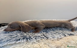 Miniature Dachshund dogs for sale: Beautiful smoothed haired miniature Dachshunds - Advert 17