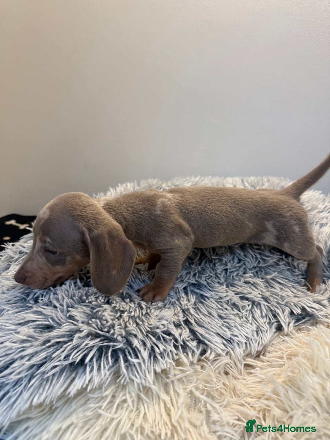 Miniature Dachshund dogs for sale: Beautiful smoothed haired miniature Dachshunds - Advert 17