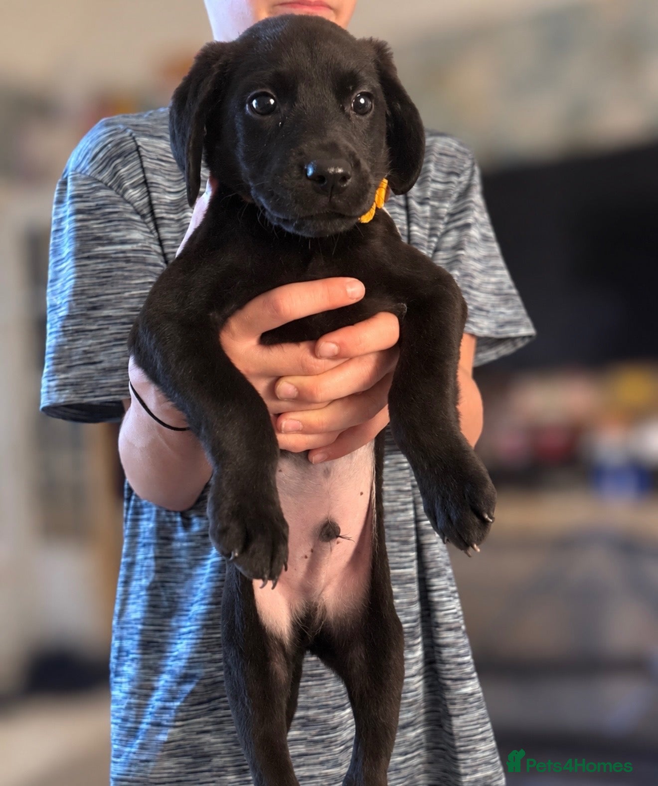 Labrador Retriever dogs Labrador Retrievers Ready Now  - Advert 12