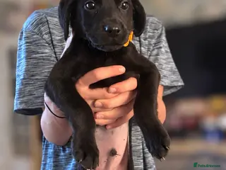 Labrador Retriever dogs Labrador Retrievers Ready Now - Advert 12
