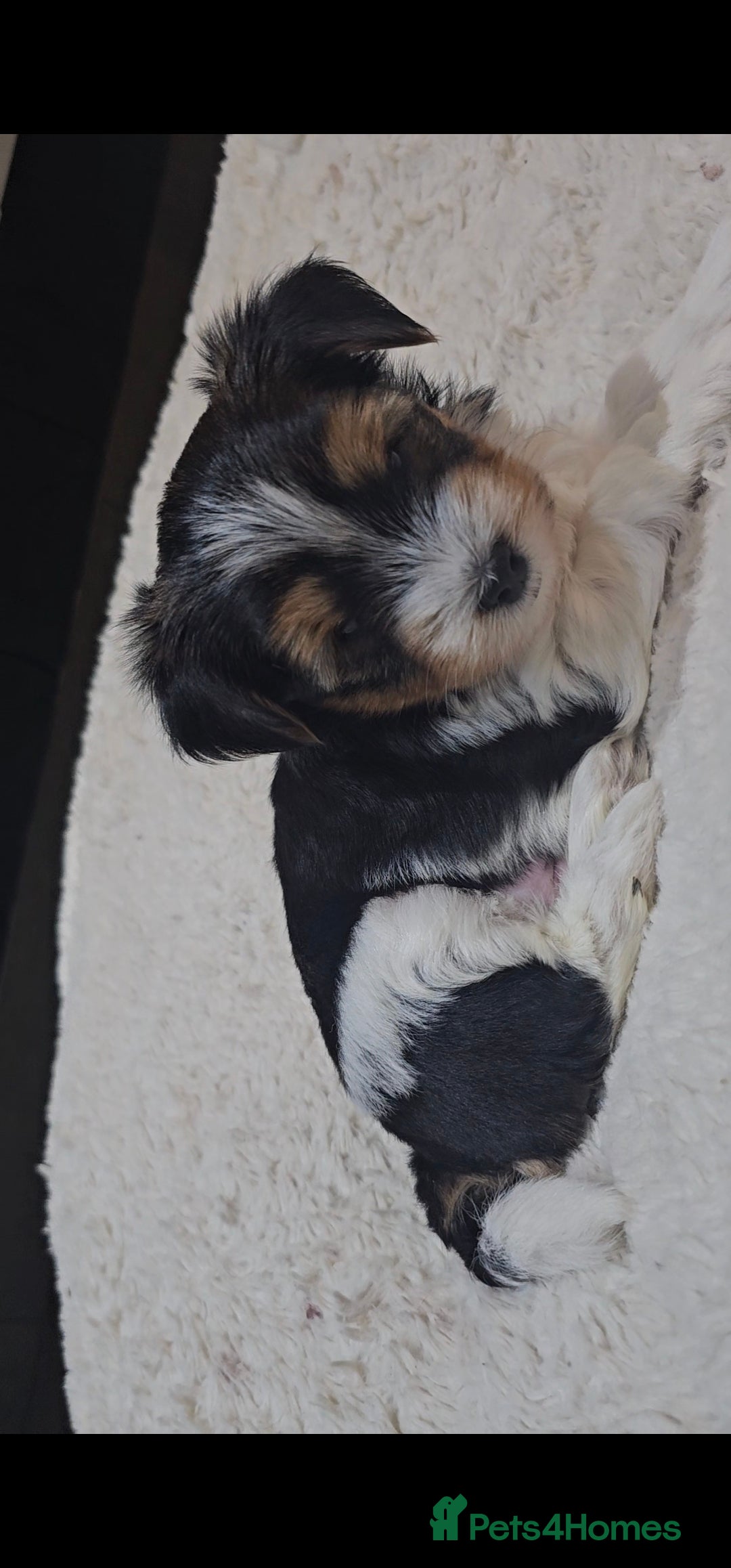 Yorkshire Terrier dogs 1 boy and 2 girls biewer yorkshire terrier  - Advert 15