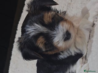 Yorkshire Terrier dogs 1 boy and 2 girls biewer yorkshire terrier - Advert 15