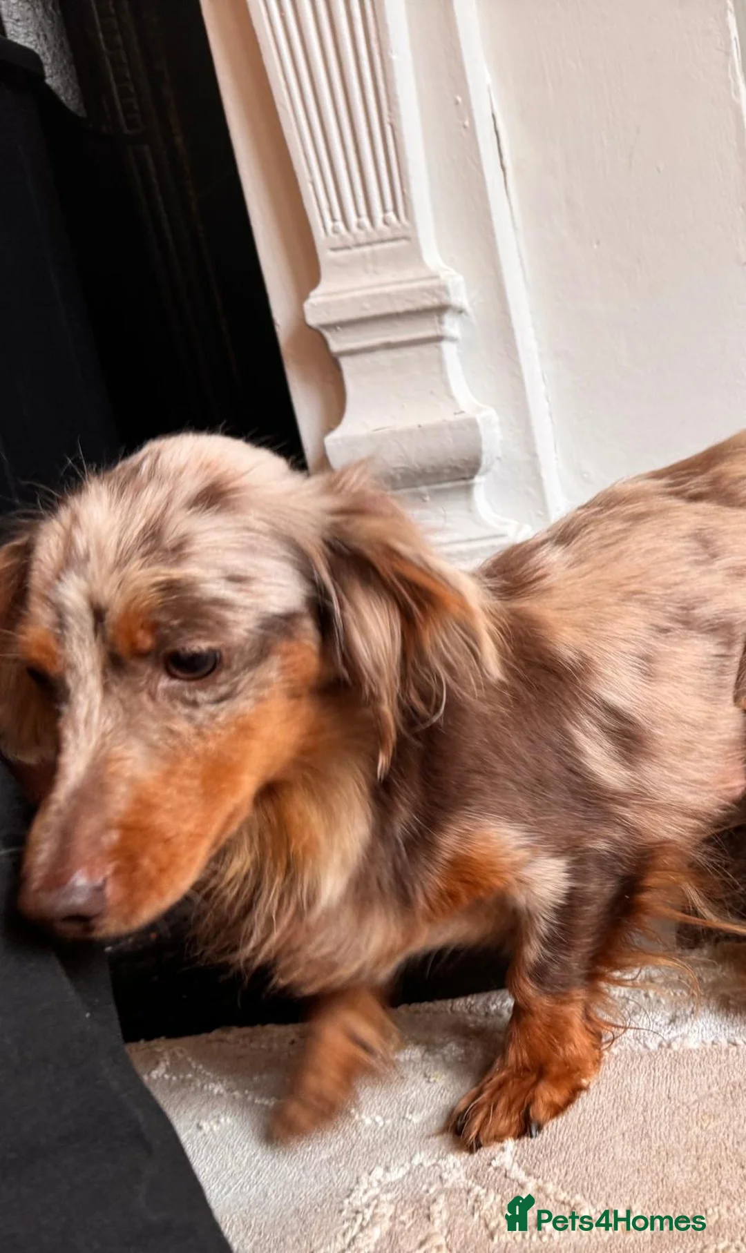 Miniature Dachshund dogs for sale: Miniature Dachshund  - Advert 8