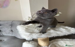 British Shorthair cats for sale: Blue British Shorthair registered Full Pedigree  - Image 1