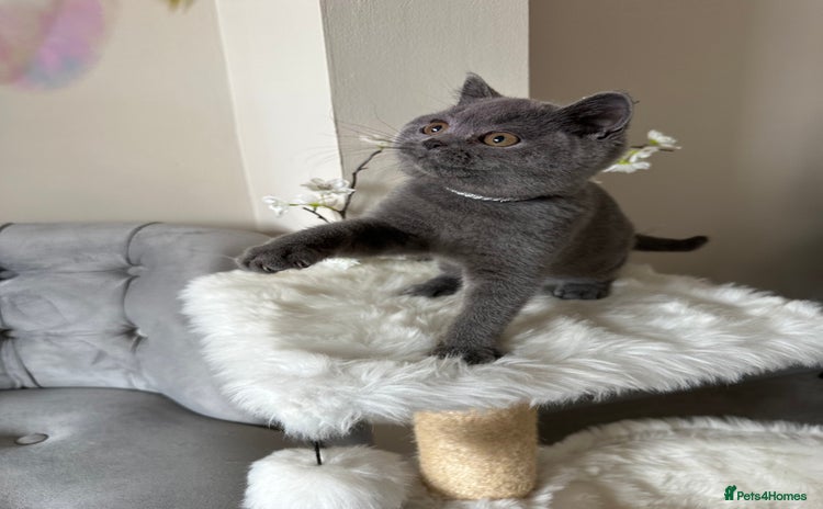 British Shorthair cats - Advert 15