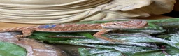 Bearded Dragon reptiles for sale: Stunning baby bearded dragons £100 ONO  - Advert 20