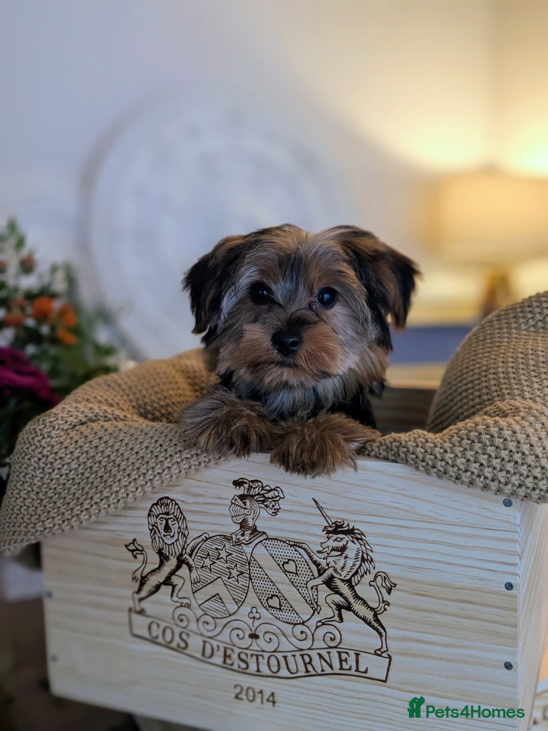 Yorkshire Terrier dogs for sale: 2 Biewer Yorkshire Terrier Boys – Ready Now! - Advert 21