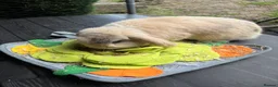 Mini Lop rabbits for sale: Mini lop  - Advert 4