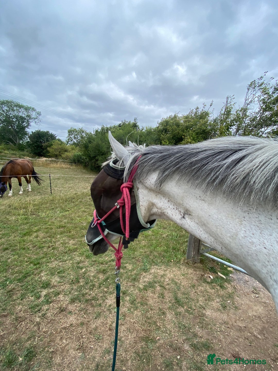 Irish Thoroughbred horses for sale: Irish thoroughbred  - Image 4