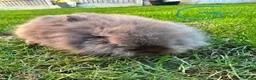 Lionhead rabbits for sale: Lionhead rabbits for sale  - Advert 12