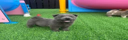 Chow Chow dogs for sale: Stunning exotic colour chowski puppies for sale  - Advert 18