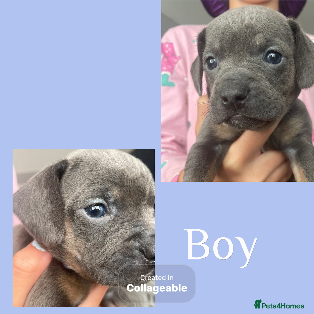 Mixed Breed dogs for sale: Beautiful French wieners  - Image 3