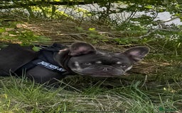 French Bulldog dogs for stud: Lilac and tan carrying cream, testable & fluffy in Motherwell - Image 32