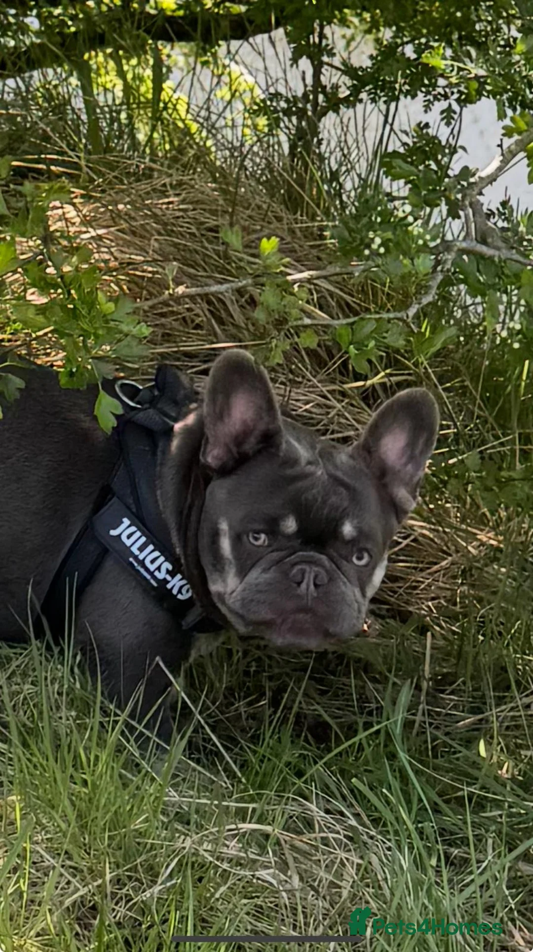 French Bulldog dogs for stud: Lilac and tan carrying cream, testable & fluffy in Motherwell - Advert 32
