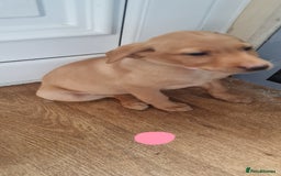 Labrador Retriever dogs for sale: Labrador Fox Red - Image 18