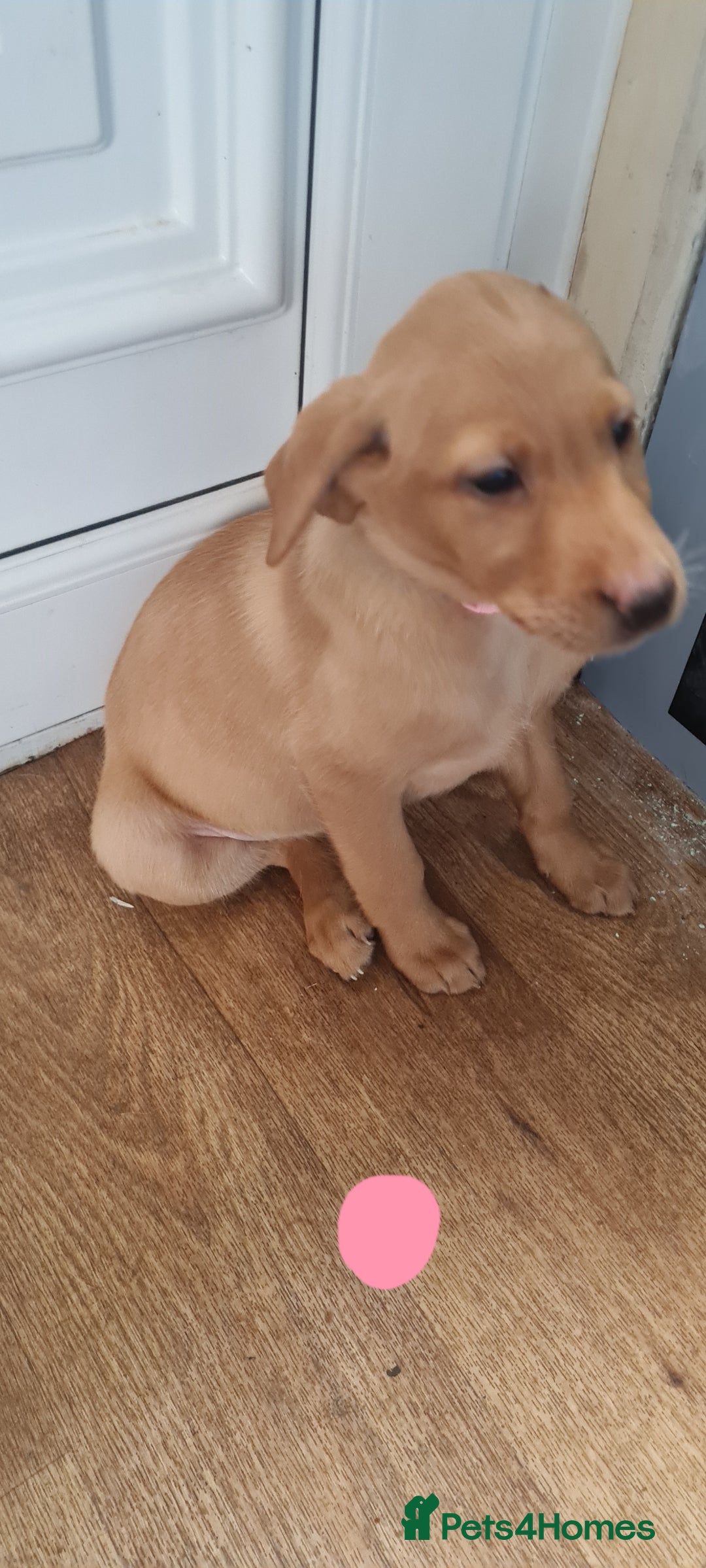 Labrador Retriever dogs for sale: Labrador Fox Red - Image 18