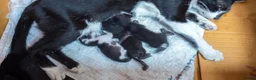 British Shorthair cats for adoption: Swimmer syndrome kittens  - Advert 10