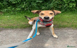 Mixed Breed dogs for adoption: Meet Barney, currently residing in Cheshire  in Nantwich - Image 1