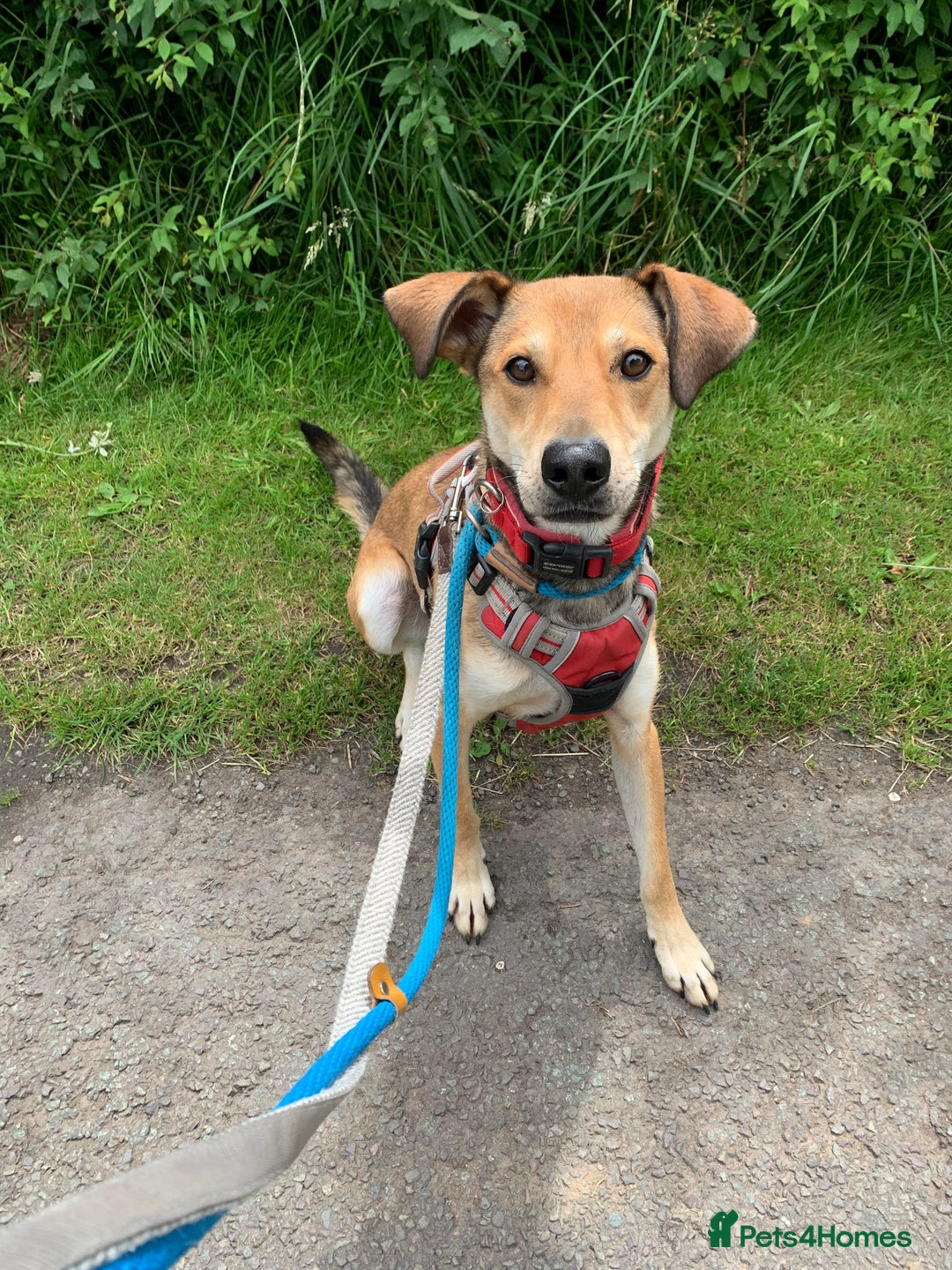 Mixed Breed dogs for adoption: Meet Barney, currently residing in Cheshire  in Nantwich - Image 1