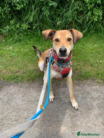 Mixed Breed dogs Meet Barney, currently residing in Cheshire in Nantwich - Advert 2