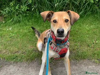 Mixed Breed dogs Meet Barney, currently residing in Cheshire in Nantwich - Advert 2