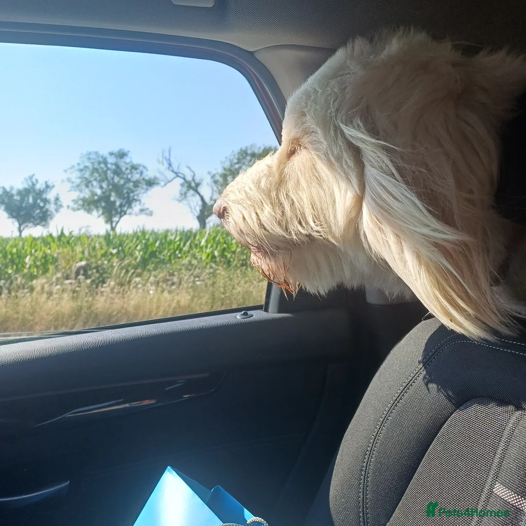 Mixed Breed dogs for sale: Henry. A very nervous Spinone mix.  - Advert 5