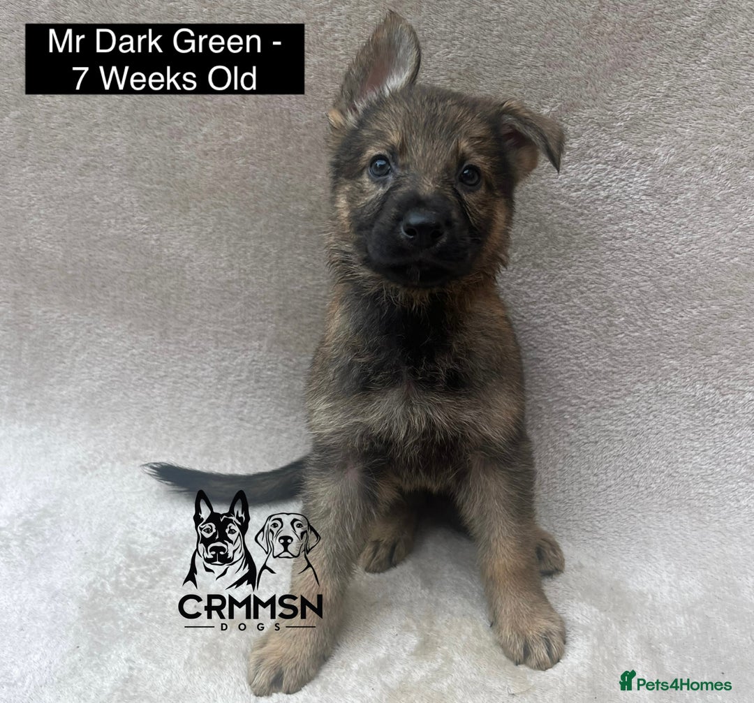 German Shepherd dogs for sale: Exceptional KC Reg Czech Line German Shepherd Pups in Nottingham - Image 6