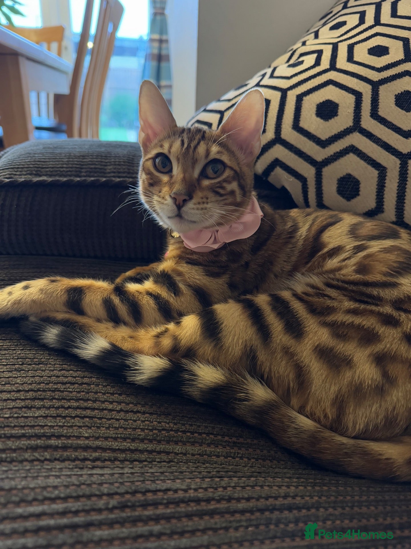 Mixed Breed cats for sale: 🐾 3 Beautiful Bengal Mix Kittens - Advert 2