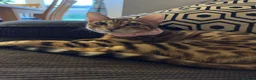 Mixed Breed cats for sale: 🐾 3 Beautiful Bengal Mix Kittens - Advert 1