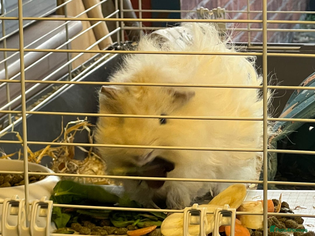 Guinea Pig rodents for sale: Lunkyara boar guinea pigs - Image 5