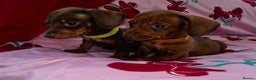 Miniature Dachshund dogs for sale: Miniature dachshund  - Advert 6