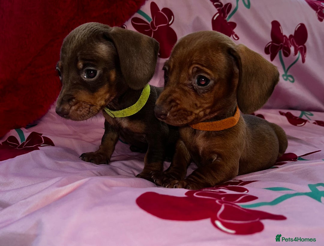 Miniature Dachshund dogs for sale: Miniature dachshund  - Advert 6