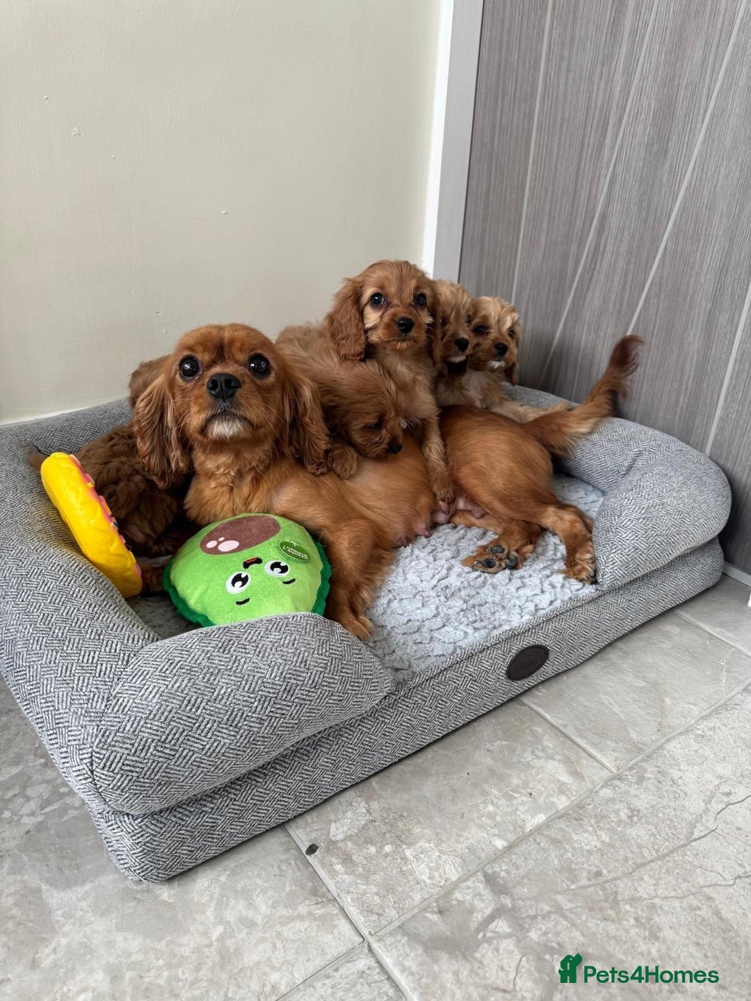 Cavapoo dogs for sale: Gorgeous Cavapoos - Image 5